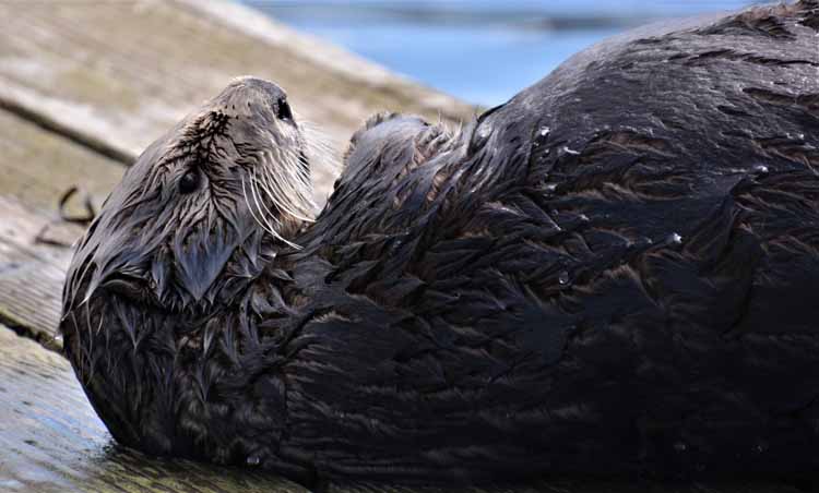 closeup of harbor seal
